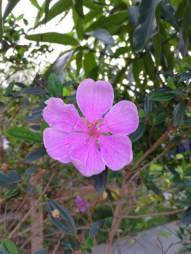 Pleroma mutabile