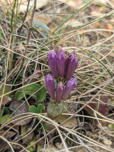 agueweed (Gentianella quinquefolia)