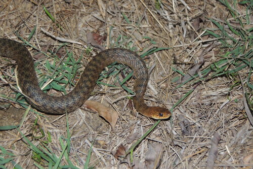 Common keelback sighting