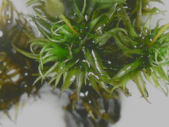 Ptychomitrium serratum