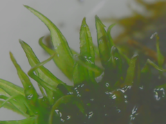 Ptychomitrium serratum