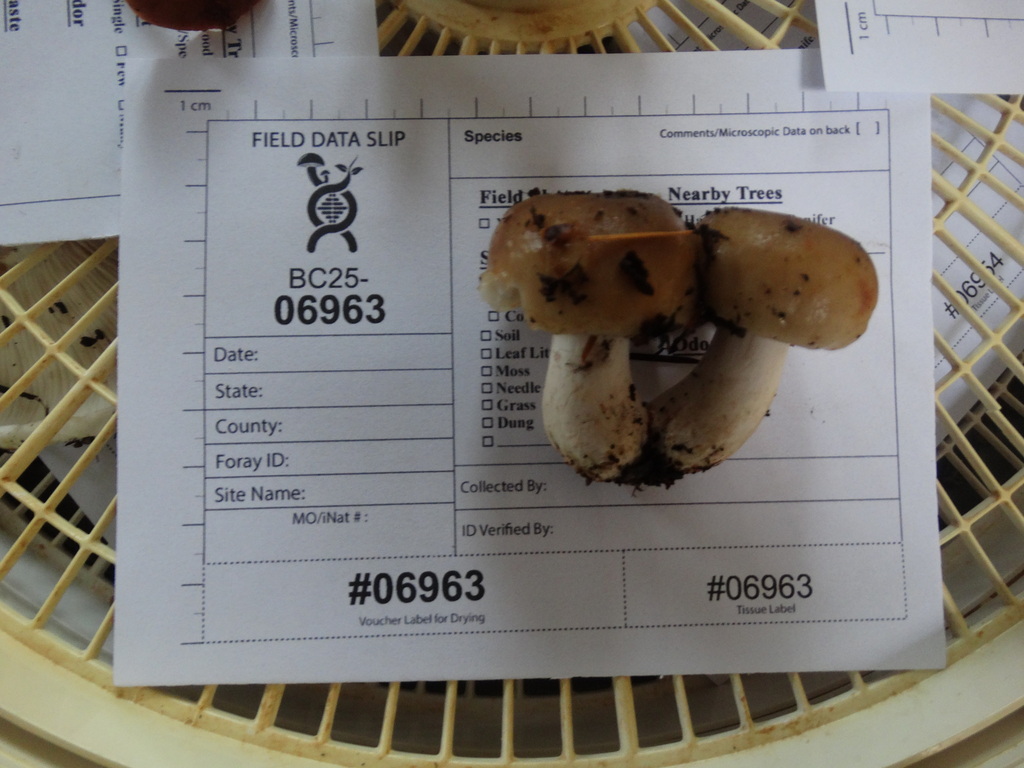 Russula cerolens · November 2025 · photo: © kem_luther (iNaturalist, cc-by-sa)