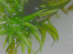 Ptychomitrium serratum