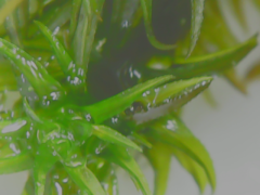 Ptychomitrium serratum