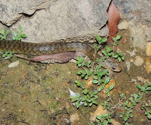Common keelback sighting