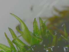 Ptychomitrium serratum