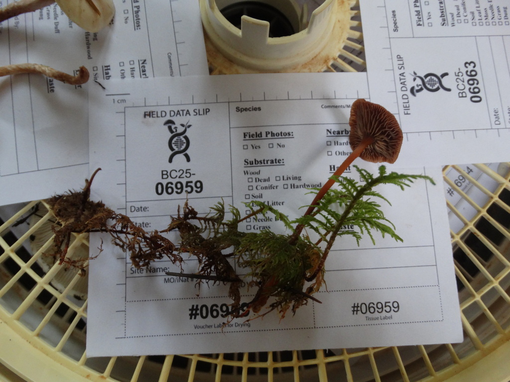 Gymnopus sp. 'CA01' · November 2025 · photo: © kem_luther (iNaturalist, cc-by-sa)