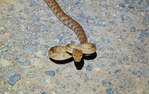 Brown Tree Snake sighting