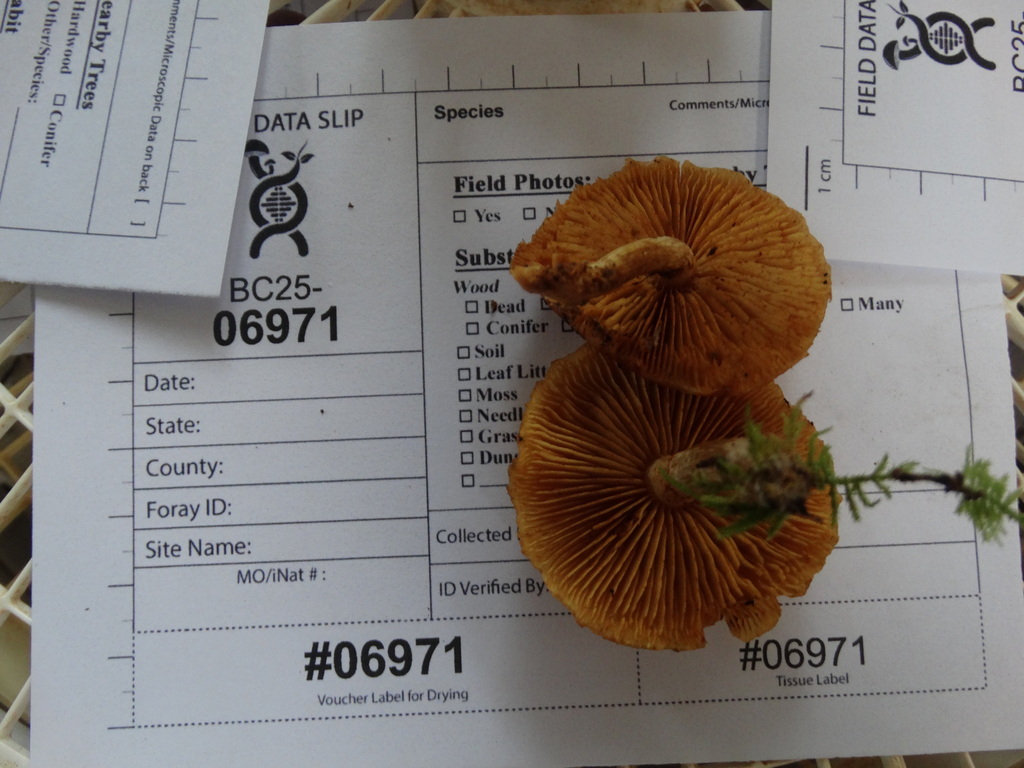Gymnopilus aurantiophyllus · November 2025 · photo: © kem_luther (iNaturalist, cc-by-sa)