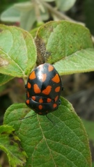 Pachycoris