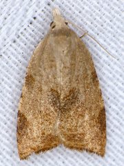 Coelostathma discopunctana