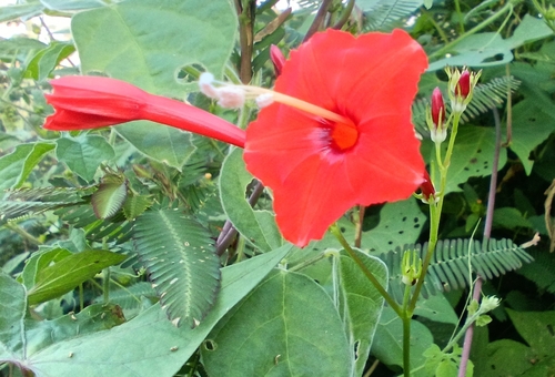 Frijolillo (Ipomoea) (Ipomoea hederifolia)