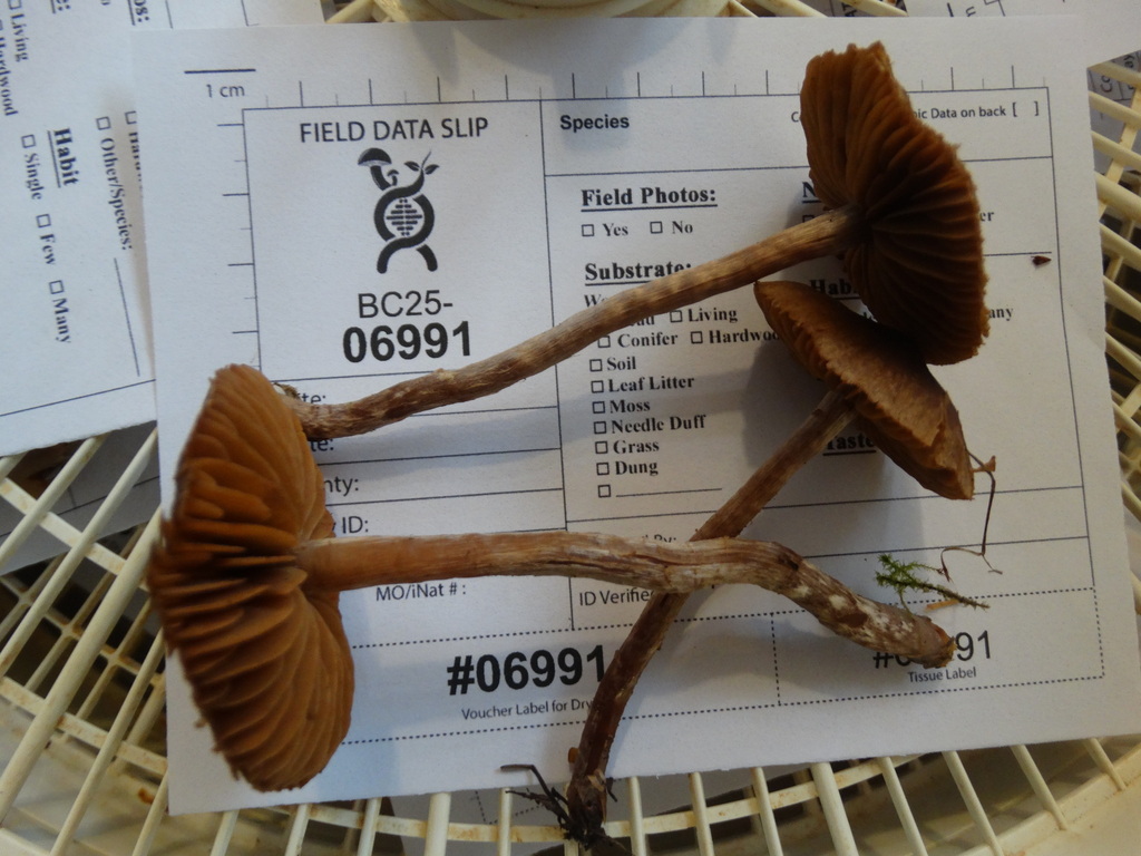 Cortinarius hirtus · November 2025 · photo: © kem_luther (iNaturalist, cc-by-sa)