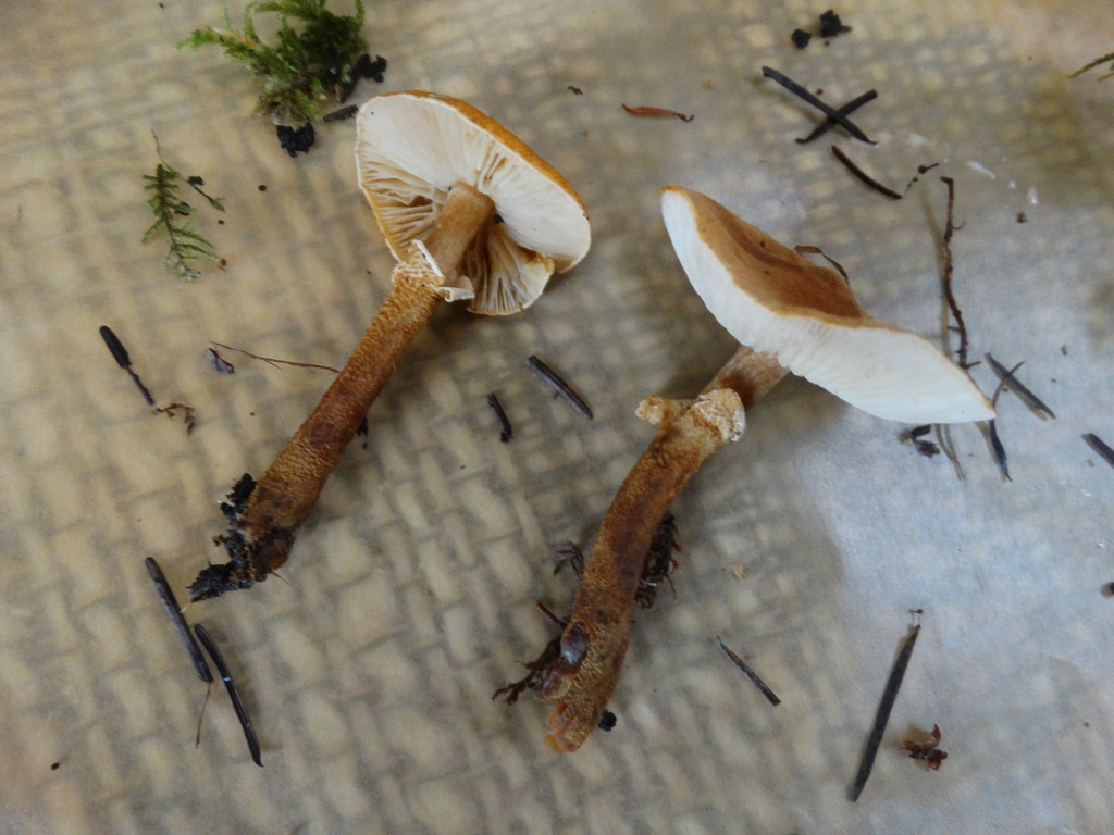 Cystoderma carcharias · November 2025 · photo: © kem_luther (iNaturalist, cc-by-sa)