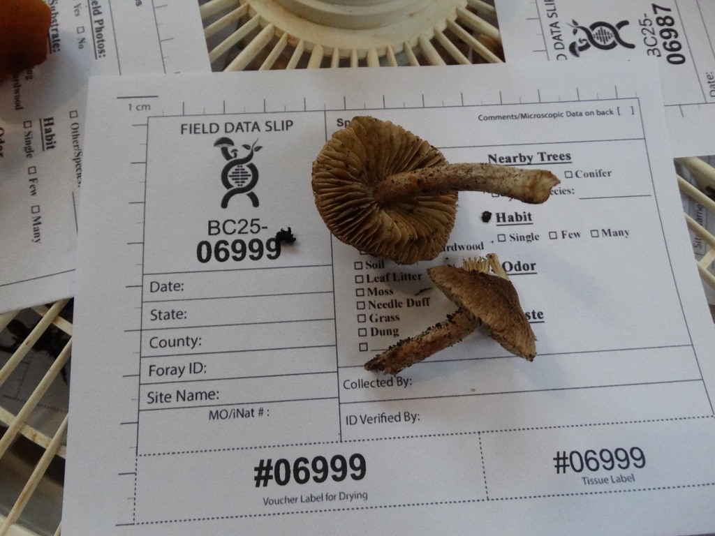 Inocybe hotsoniana