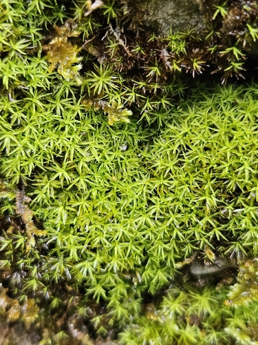 Trichostomum crispulum observed 2025-10-29