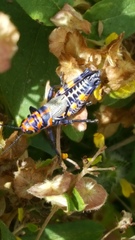 Dactylotum bicolor bicolor