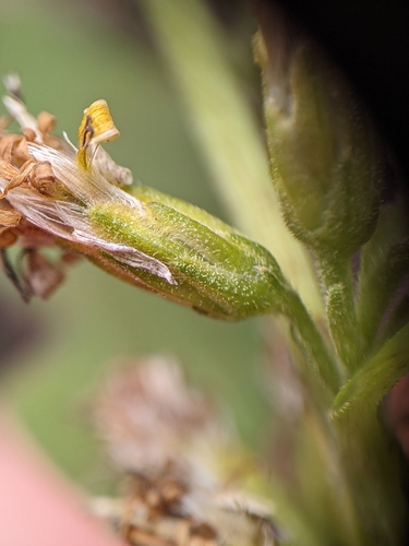 Lance-leaf Goldenrod (Solidago lancifolia)