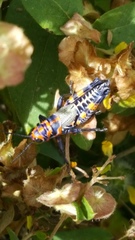 Dactylotum bicolor bicolor