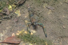 Macrobrachium latimanus