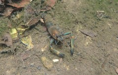 Macrobrachium latimanus