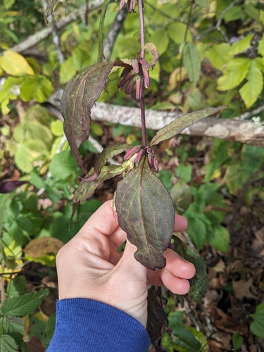 Roan Mountain rattlesnake root (Nabalus roanensis)