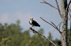 Pandion haliaetus
