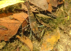 Macrobrachium latimanus