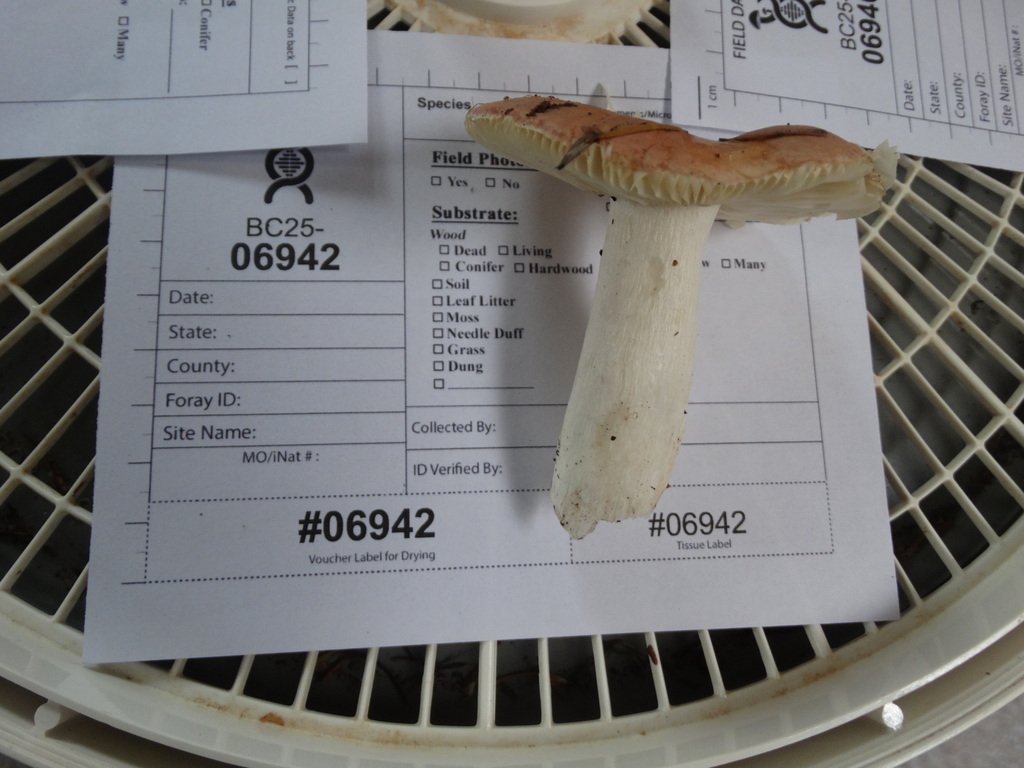 Russula murrillii