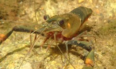 Macrobrachium latimanus