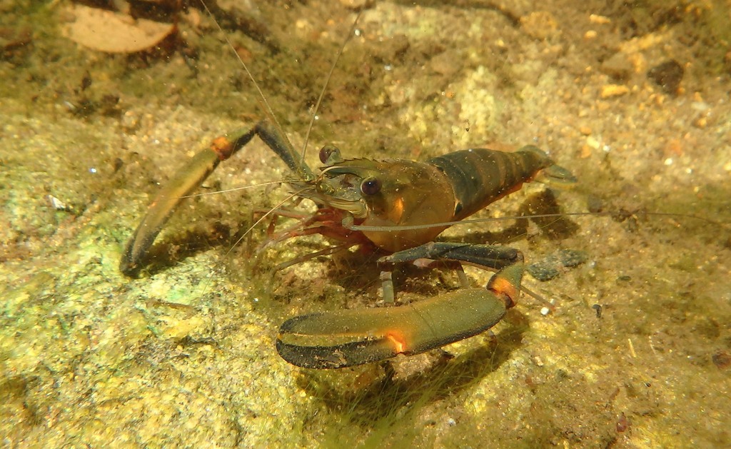 mountain river prawn