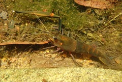 Macrobrachium latimanus