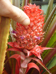 Ananas comosus bracteatus