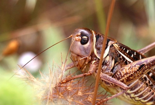 White-faced Bush-cricket