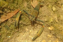 Macrobrachium latimanus