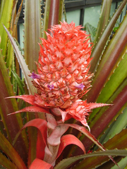 Ananas comosus bracteatus