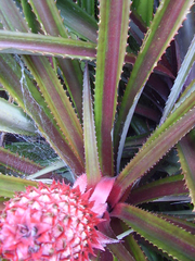 Ananas comosus bracteatus