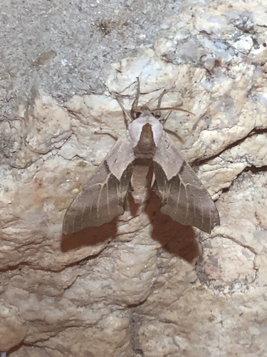 Salicet Sphinx photo 4