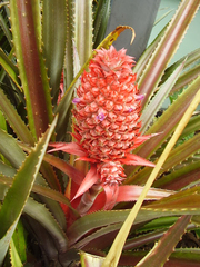 Ananas comosus bracteatus