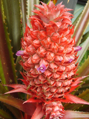 Ananas comosus bracteatus