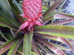 Ananas comosus bracteatus