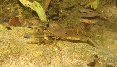 Macrobrachium latimanus