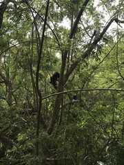 Alouatta