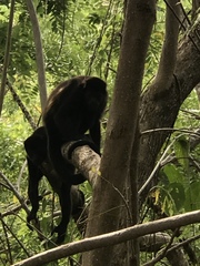 Alouatta