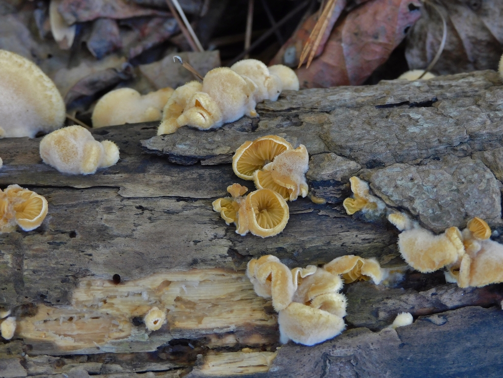 Phyllotopsis nidulans · November 2025 · photo: © aconfer (iNaturalist, cc-by-nc)