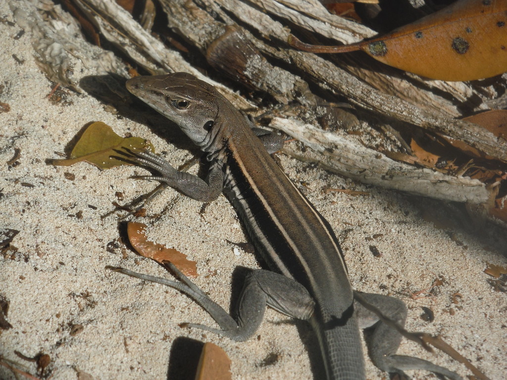 Inagua Ameiva