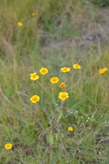 Tridax trilobata