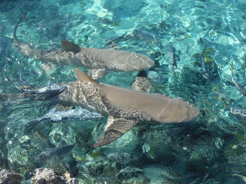 Lemon shark