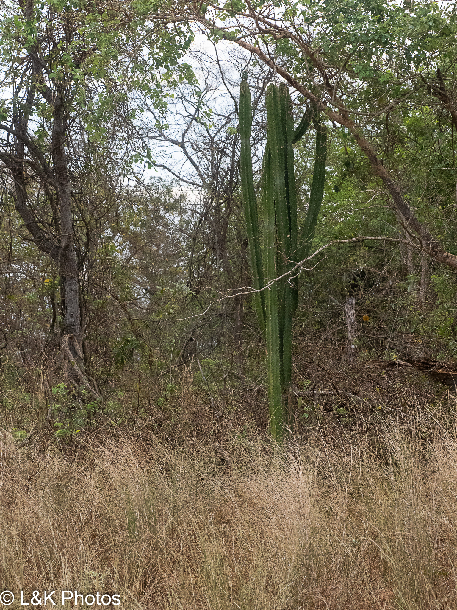 Cereus bicolor
