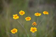 Tridax trilobata